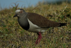Vanellus melanopterus minor