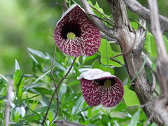 Aristolochia littoralis