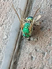 Pseudaugochlora graminea