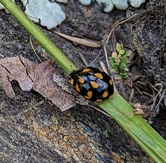 Coccinella leonina