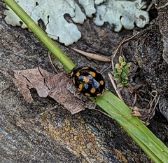 Coccinella leonina