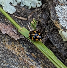 Coccinella leonina