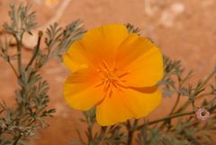 Eschscholzia californica californica