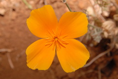 Eschscholzia californica californica