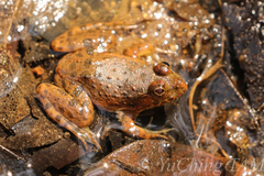 Minervarya syhadrensis