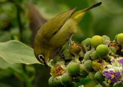 Zosterops virens virens