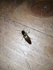 Semiotus luteipennis