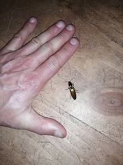 Semiotus luteipennis