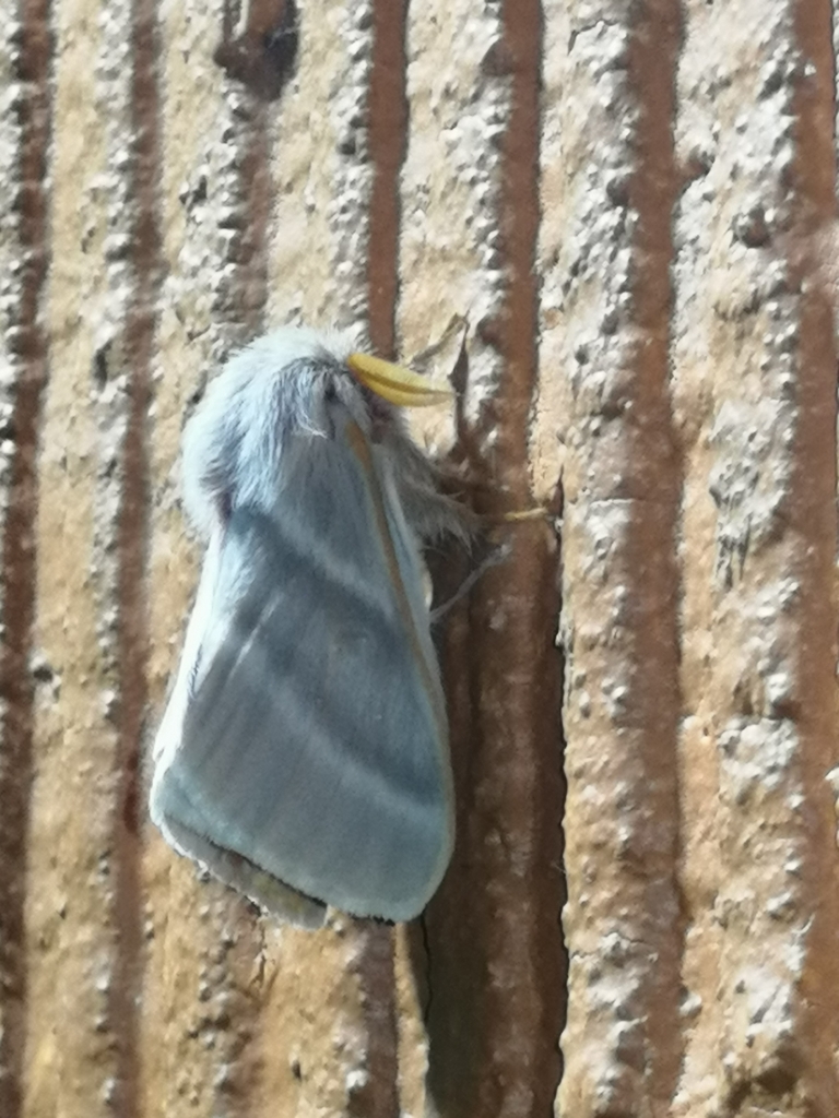 Hemileuca dyari