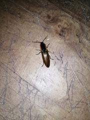 Semiotus luteipennis