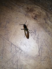 Semiotus luteipennis