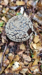 Amanita nothofagi