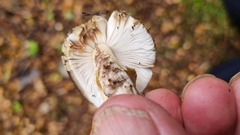 Amanita nothofagi
