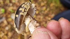 Amanita nothofagi