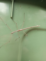 Phasmatini