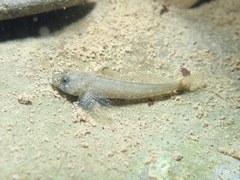 Cottus sabaudicus