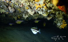 Canthigaster callisterna