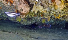 Canthigaster callisterna