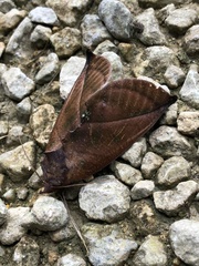 Eudocima aurantia