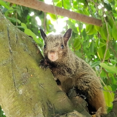 Sciurus stramineus