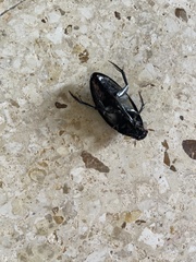 Hydrophilus insularis