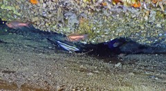 Canthigaster callisterna