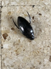 Hydrophilus insularis