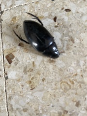 Hydrophilus insularis