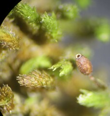 Claopodium rostratum