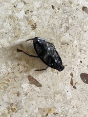 Hydrophilus insularis
