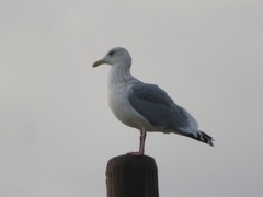 Larus argentatus vegae