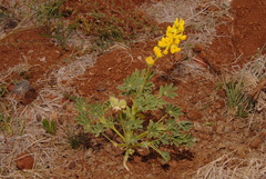 Lupinus microcarpus microcarpus