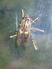 Helophilus antipodus