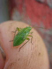 Closterotomus norwegicus