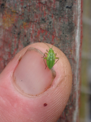 Closterotomus norwegicus