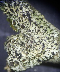 Phaeophyscia pusilloides