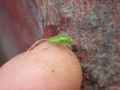 Closterotomus norwegicus