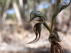 Pterostylis excelsa