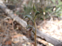 Pterostylis excelsa