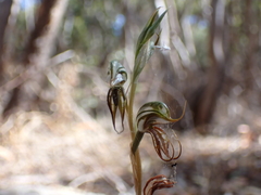 Pterostylis excelsa