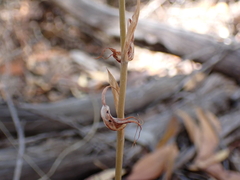 Pterostylis excelsa