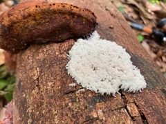Arcyria obvelata