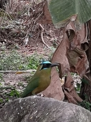 Momotus subrufescens