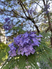 Jacaranda mimosifolia