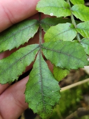 Pterophylla sylvicola