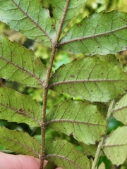Pterophylla sylvicola