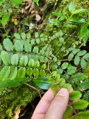 Pterophylla sylvicola