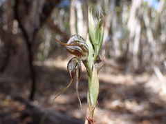 Pterostylis excelsa