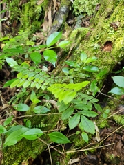 Pterophylla sylvicola
