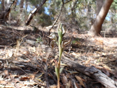 Pterostylis excelsa